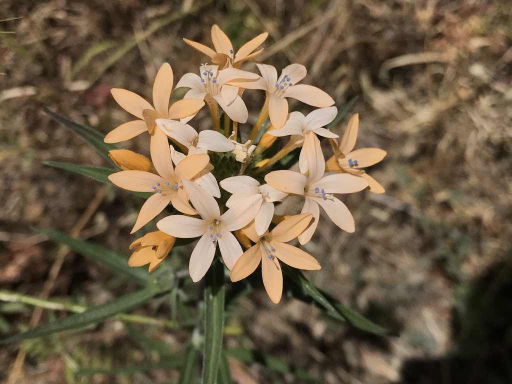 Collomia grandiflora, 16501 Skyline Blvd, Los Gatos, CA, US