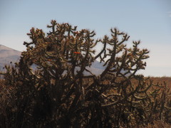 Austrocylindropuntia