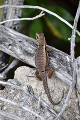 Leiocephalus macropus