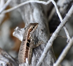 Leiocephalus macropus