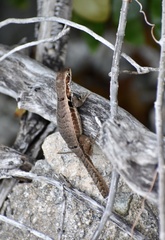 Leiocephalus macropus