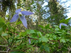 Clematis occidentalis