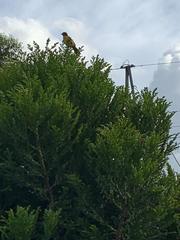 Ramphocelus flammigerus flammigerus