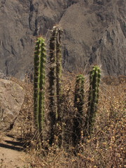 Corryocactus brevistylus
