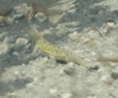 Holbrookia subcaudalis