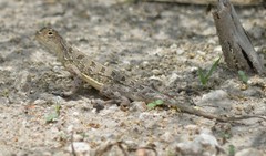 Holbrookia subcaudalis