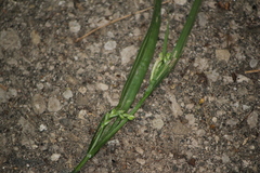 Carex leptonervia