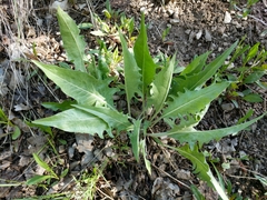 Crepis acuminata