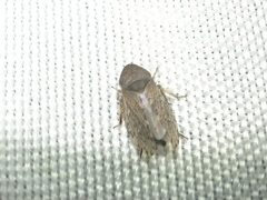 Anoscopus
