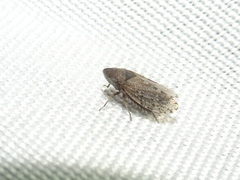 Anoscopus