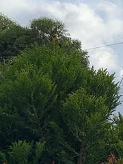 Ramphocelus flammigerus flammigerus