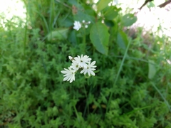 Lithophragma parviflorum