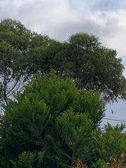 Ramphocelus flammigerus flammigerus