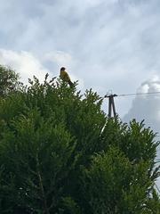 Ramphocelus flammigerus flammigerus