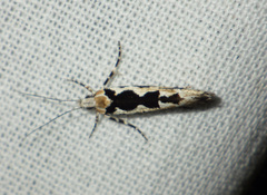 Ypsolopha sequella