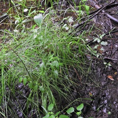 Carex albolutescens