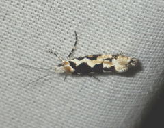 Ypsolopha sequella