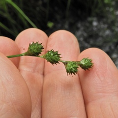 Carex albolutescens