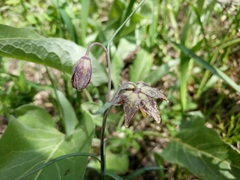 Fritillaria atropurpurea