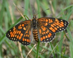 Chlosyne definita