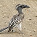 African Grey Hornbill - Photo (c) BERNARD, some rights reserved (CC BY-NC-SA)
