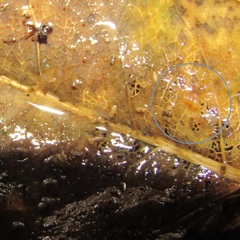 Potamopyrgus oppidanus