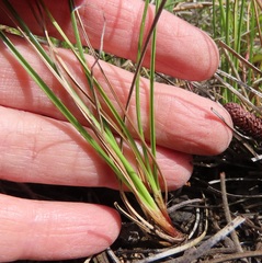 Carex rossii