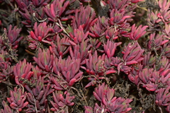 Suaeda australis