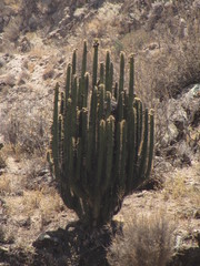 Corryocactus brevistylus