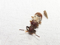Pelonium leucophaeum