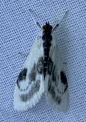Cliniodes ostreonalis