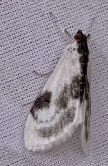 Cliniodes ostreonalis