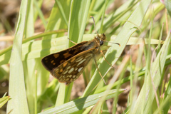 Carterocephalus mandan