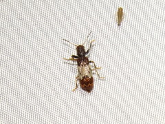 Pelonium leucophaeum