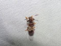 Pelonium leucophaeum