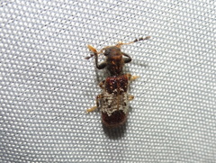 Pelonium leucophaeum