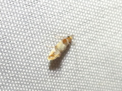 Epicallima argenticinctella