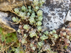Sedum debile