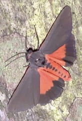 Virbia laeta