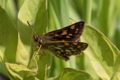 Carterocephalus mandan