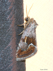 Deltote bellicula