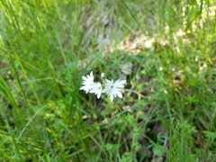 Lithophragma parviflorum