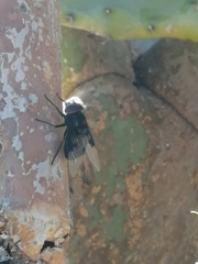 Copestylum mexicanum