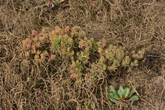Suaeda australis