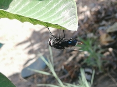 Copestylum mexicanum