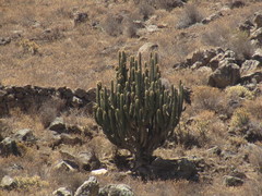 Corryocactus brevistylus