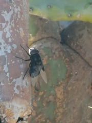 Copestylum mexicanum