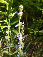 Penstemon