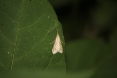 Donacaula longirostrallus