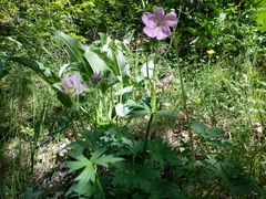 Geranium viscosissimum